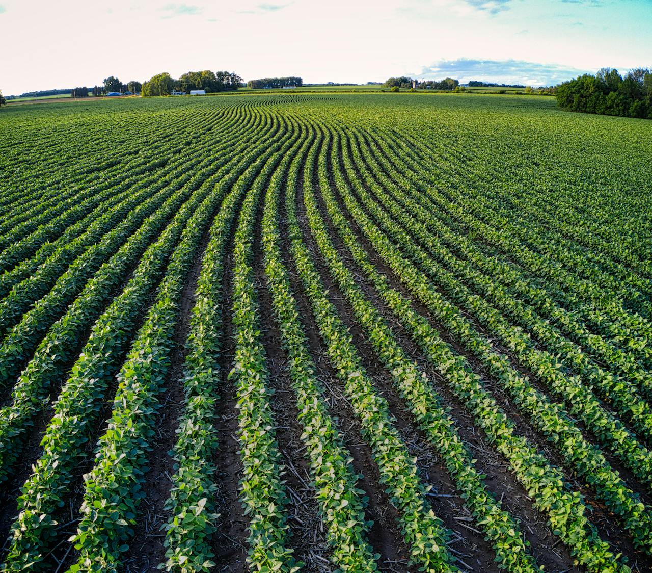 Vista aérea de lavoura verde com horizonte amplo