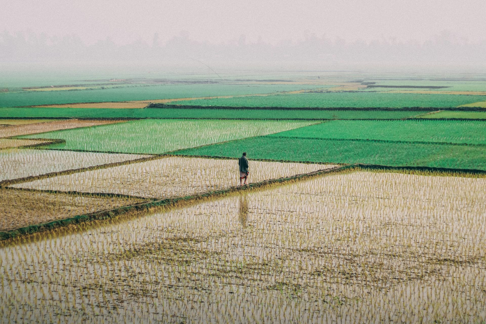 Perito caminhando entre o plantio